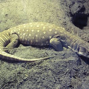 Savannah Monitor