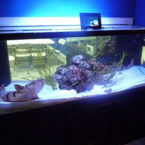 Ornate Wobbegong Exhibit