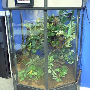 Panther Chameleon Exhibit