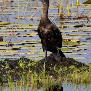 Long-tailed Cormorant