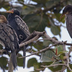 Long-tailed Cormorant