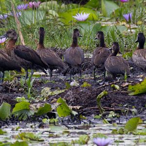 Whitefaced Whistle-duck family