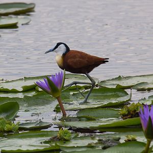 African Jacana