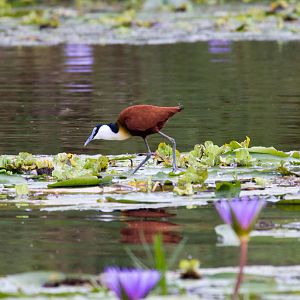 African Jacana