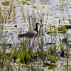 Long-toed Lapwing