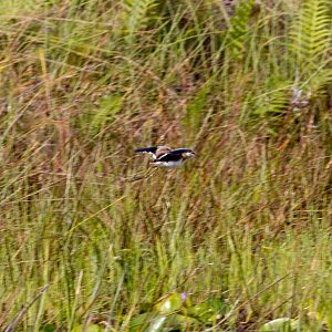 Lesser Jacana