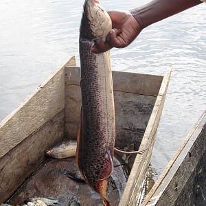 African Lungfish
