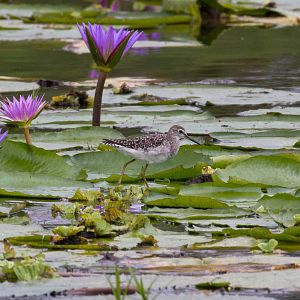 Wood Sandpiper