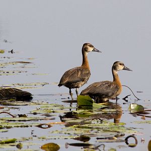Whitefaced Whistle-ducks