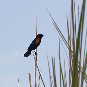 Fan-tailed Widowbird