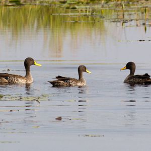 Yellow-billed Ducks
