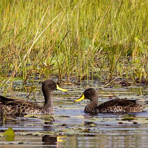 Yellow-billed Ducks
