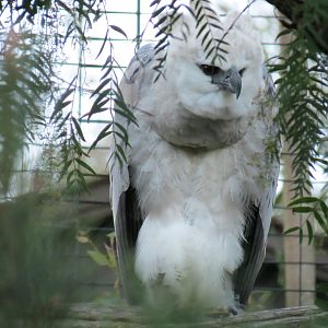 Harpy Eagle