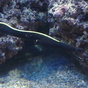 Leaf-nosed muray eel