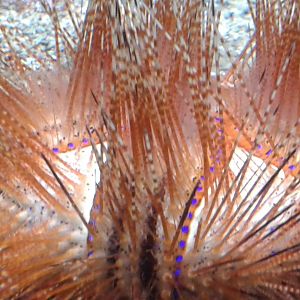 Sea urchin
