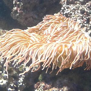 Sea anemone