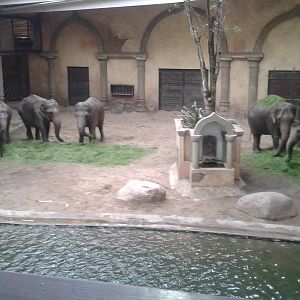 Inside the Elephant House