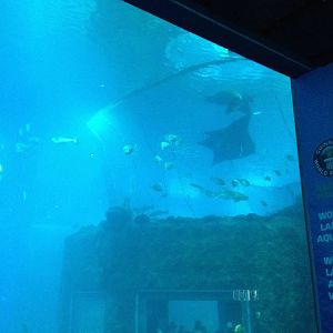 S.E.A. Aquarium - New Manta Ray