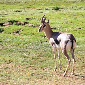 Speke's Gazelle