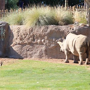 Speke's Gazelle and White Rhino