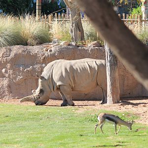 Speke's Gazelle and White Rhino