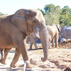 African Elephants