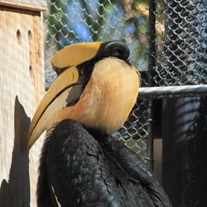 Great Hornbill