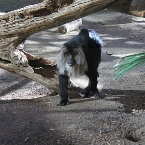 Lion-Tailed Macaque