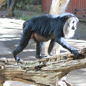 Lion-Tailed Macaque