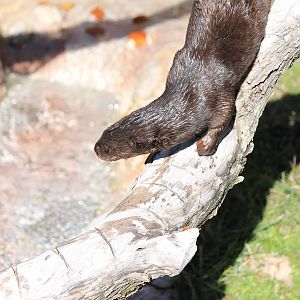 Spotted-Neck Otter