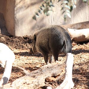 Visayan Warty Pig