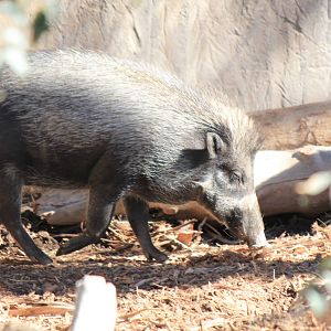Visayan Warty Pig