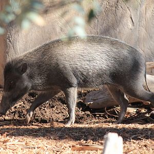 Visayan Warty Pig