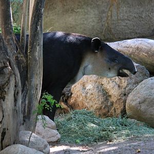 Baird's Tapir
