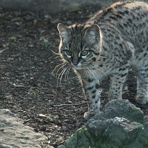 Geoffroy's Cat - 6th Dec 2013