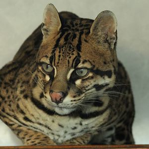 Ocelot - 6th Dec 2013