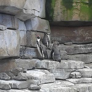 Penguin enclosure