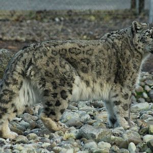 Snow Leopard - 6th Dec 2013