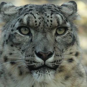Snow Leopard - 6th Dec 2013