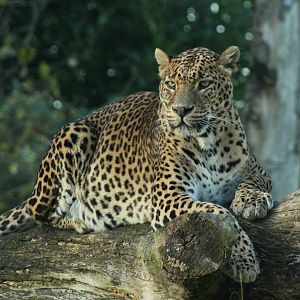 Sri Lankan Leopard - 6th Dec 2013