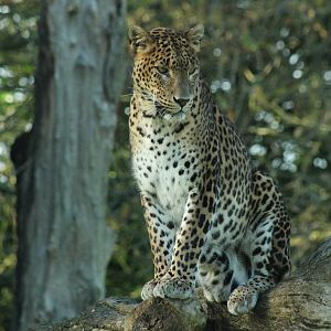 Sri Lankan Leopard - 6th Dec 2013