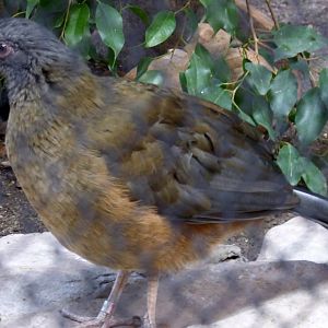 Chaco Chachalaca