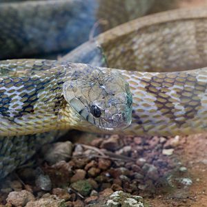 Blandings Tree Viper