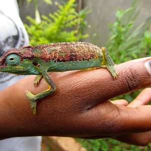Elliotts Montane Chameleon