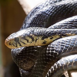 Forest Cobra