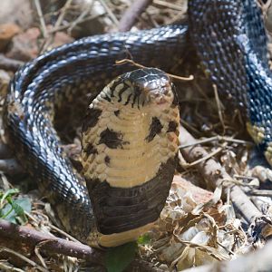 Forest Cobra