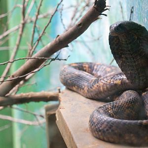 Egyptian Cobra