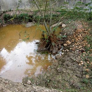 Nile Crocodile enclosure