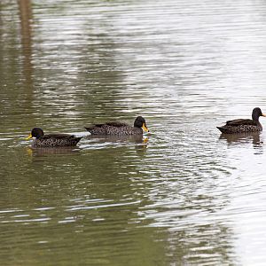 Yellow-billed Ducks - wild birds
