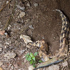 Gaboon Viper